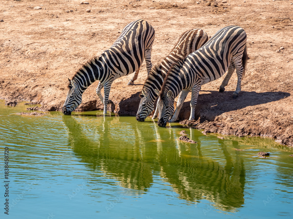 Naklejka premium Zebra