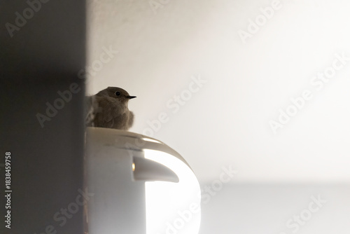 Young or Female Black Redstart Perched on Indoor Light Fitting