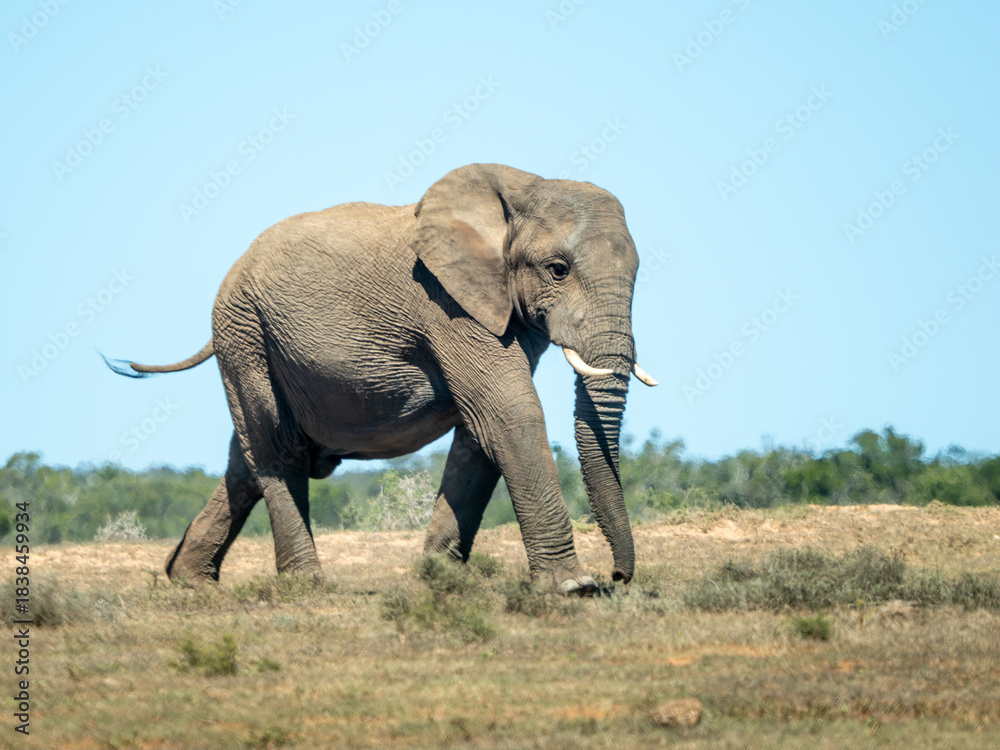 Fototapeta premium Elefant