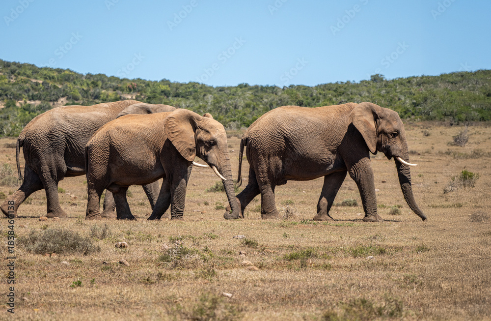 Fototapeta premium Elefant
