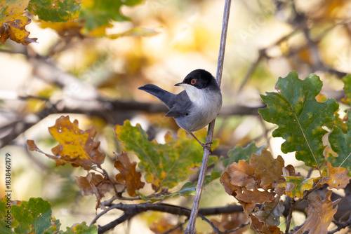 Male Sardinian Warbler (Sylvia melanocephala) in Autumn Foliage