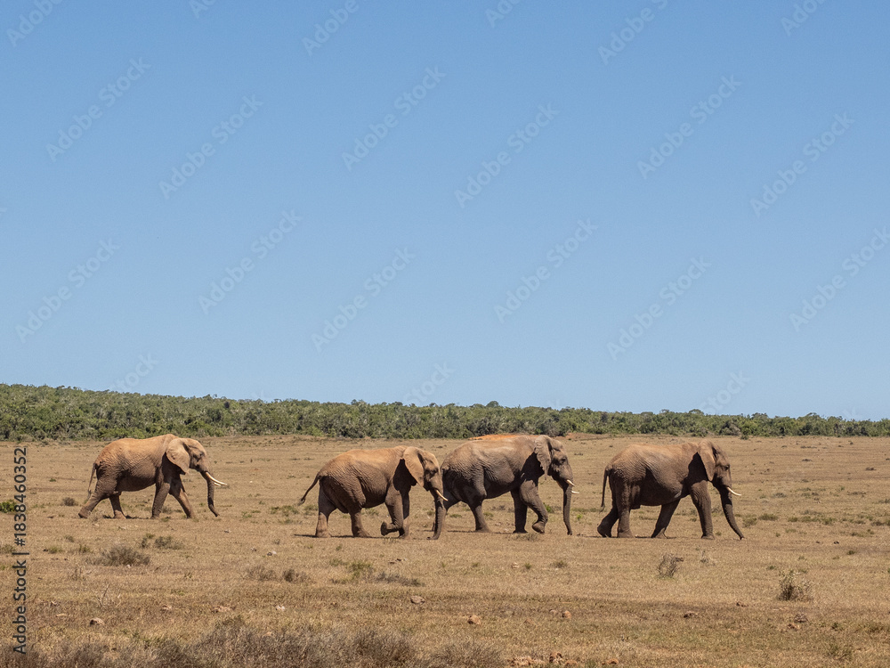 Obraz premium Elefant
