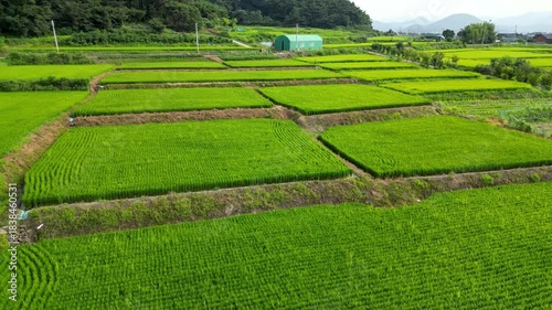 Flying over rice fields in South Korea