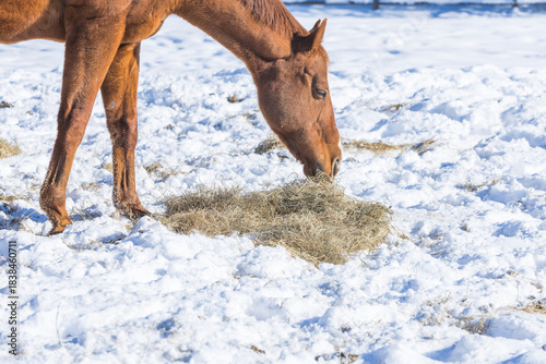 Close-up of a brown horse's head while it is eating hay in a snowy field.