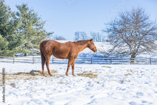 A brown horse standing in the snow with piles of hay on a clear day.