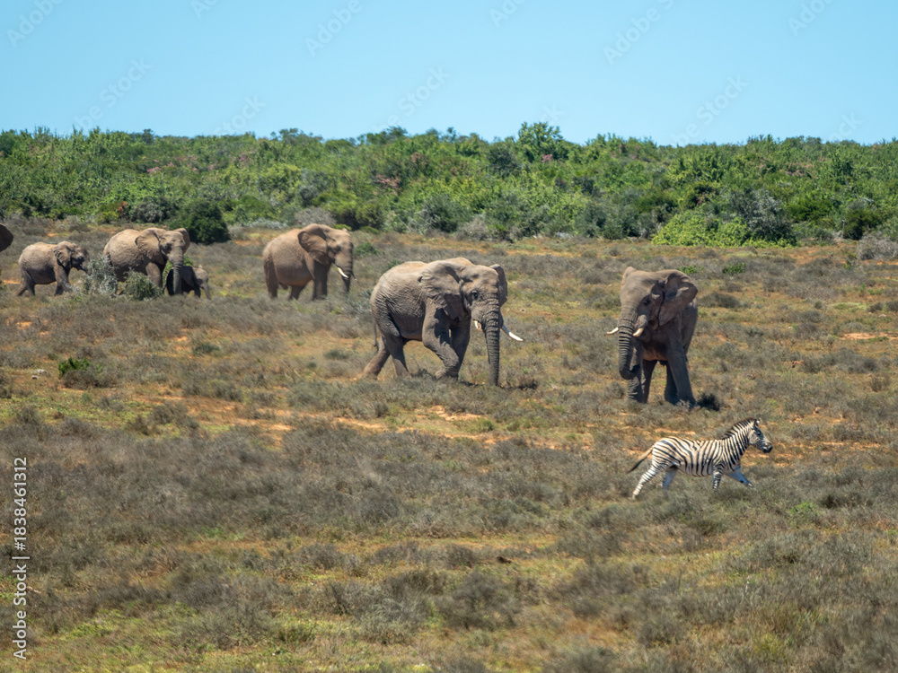 Obraz premium Elefant