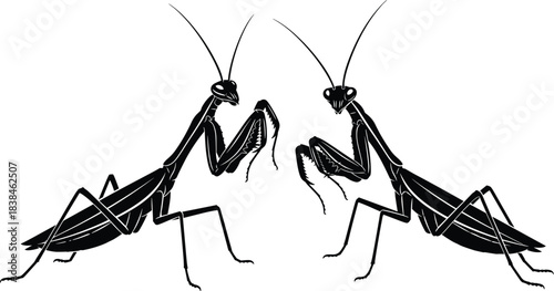 Praying mantis vector, black and blue insect illustration, symmetrical pose, bent forelegs, detailed anatomy, nature symbol, entomology, predator stance, scientific drawing, design