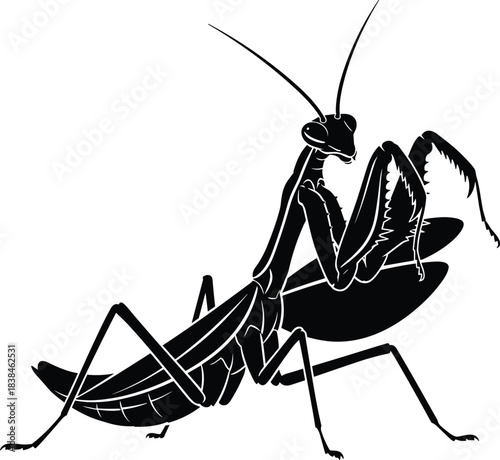 Praying mantis vector, black and white insect illustration, side profile, bent forearms, segmented body, antennae, wings, entomology, nature, anatomy, scientific drawing