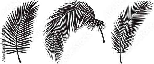 Palm tree leaf silhouette