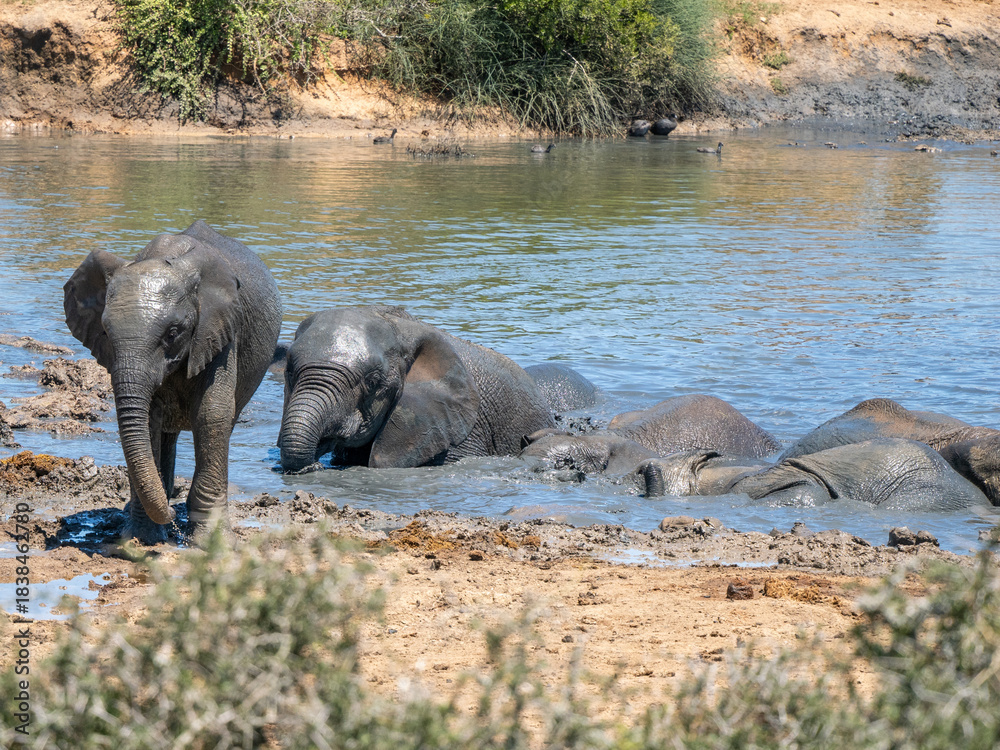 Fototapeta premium Elefant