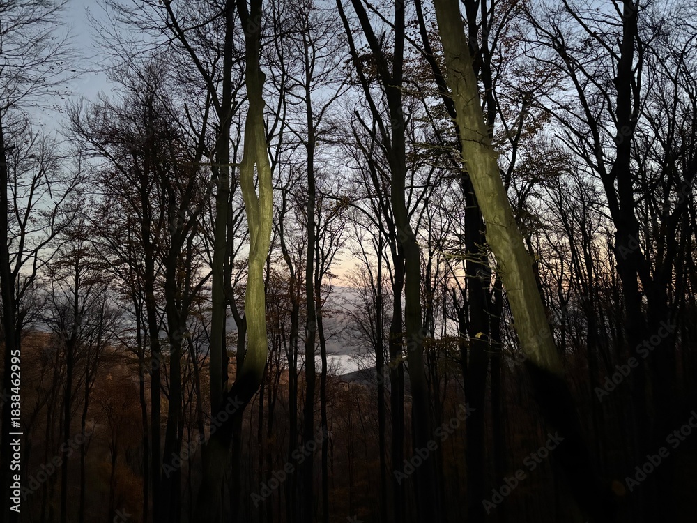 Obraz premium morning in the forest