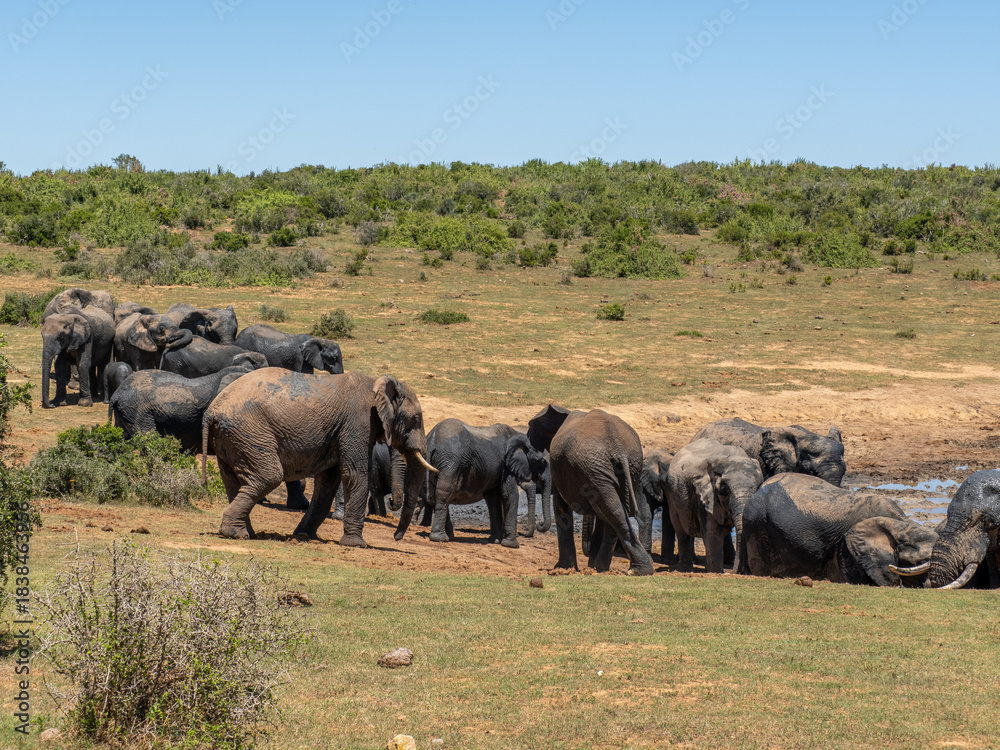 Obraz premium Elefant
