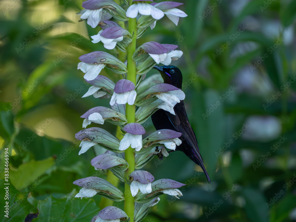 Obraz premium Amethyst-Nektarvogel
