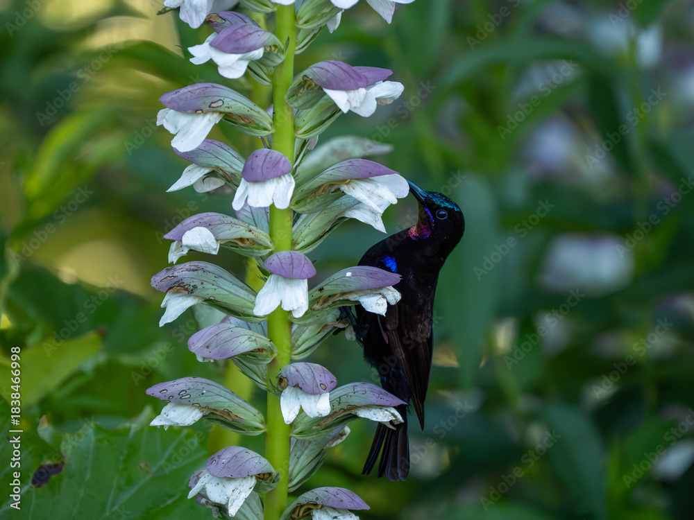 Obraz premium Amethyst-Nektarvogel