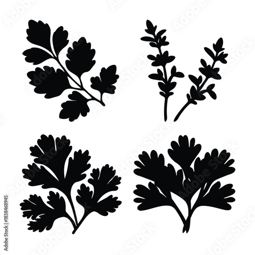 Vector silhouettes of fresh herbs: parsley, cilantro, thyme