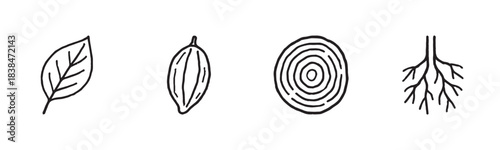 Four simple hand-drawn black line plant icons depict a leaf, seed, tree ring, and root system, presented in a clean, minimalist doodle style