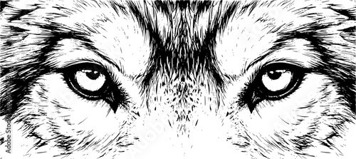 Wolf eyes drawing