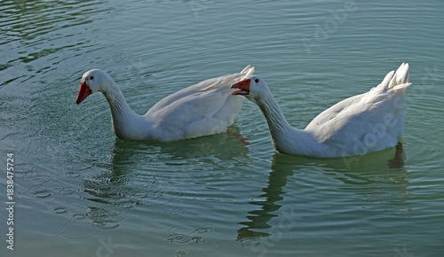 Two white Emden geese float on a calm body of water, likely engaged in a spirited interaction. Their feathers are smooth and clean, with orange beaks and feet visible.