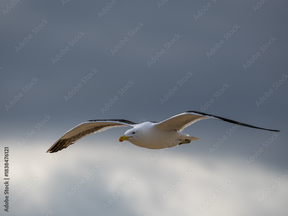 Fototapeta premium Möwe