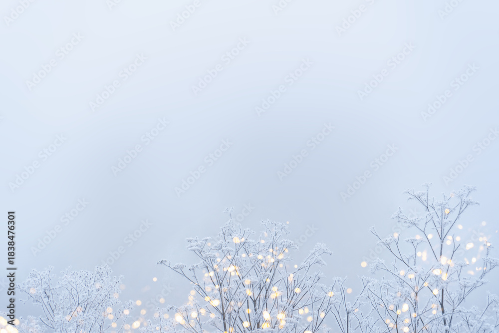 Fototapeta premium Delicate white branches in frost and blurred golden highlights