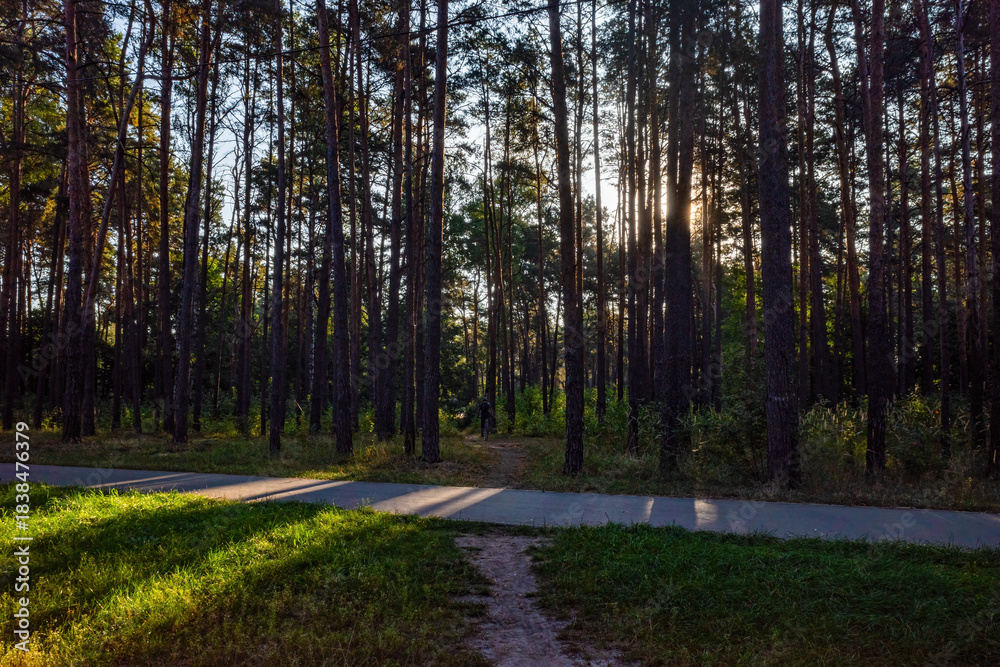Obraz premium Scenic Park Path Through Dark Pine Forest with Bright Sunlight
