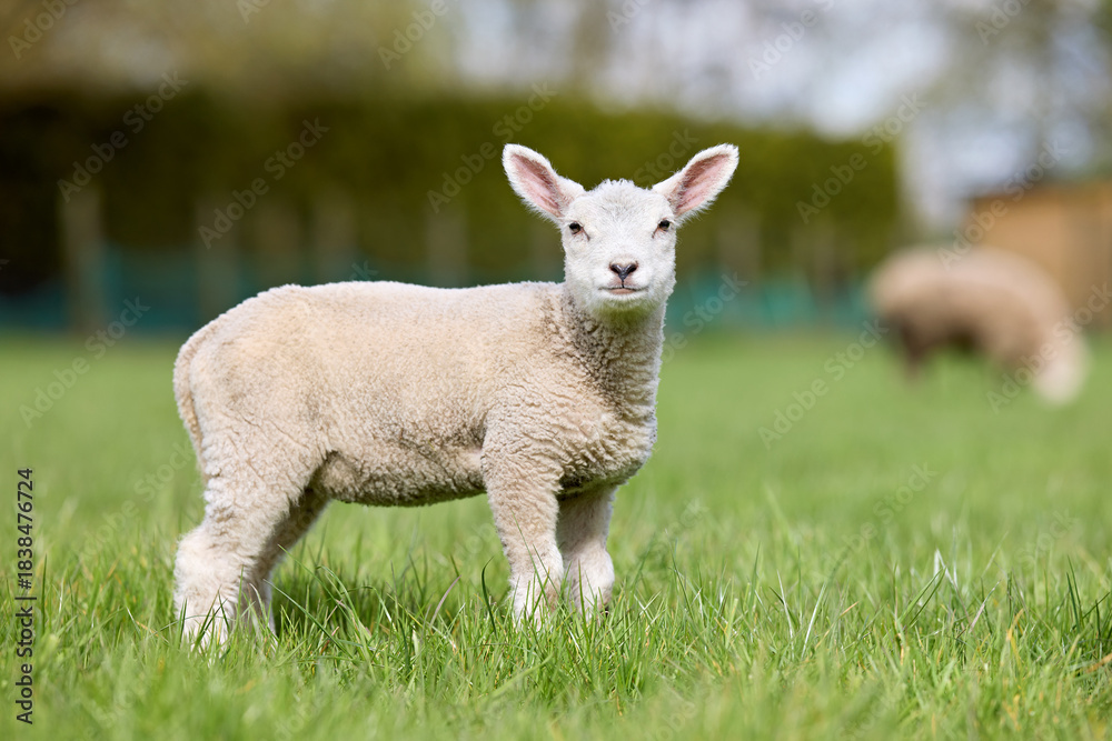 Fototapeta premium Adorable lamb stands in a vibrant green field, looking curiously at the viewer. A blurred sheep grazes in the background, highlighting the focus on this sweet young animal. Perfect for Springtime