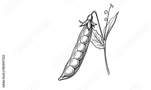Black and White Line Drawing of a Pea Pod with Peas and Vine Keywords: pea pod, peas, vegetables, green, drawing