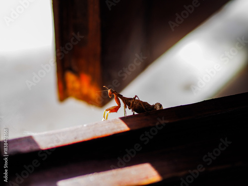 Female of mantis to give birth to new life.