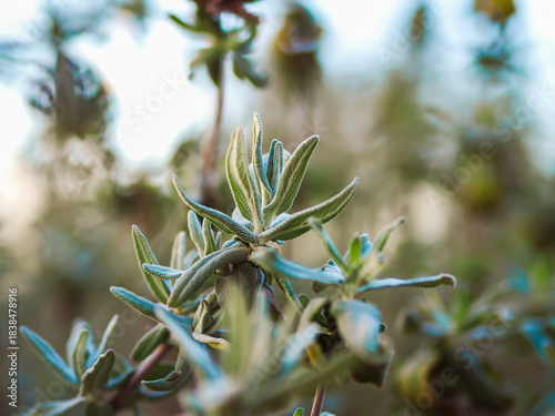 Garden sage.