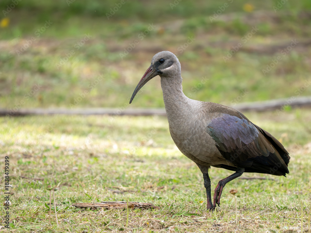 Obraz premium Hagedasch