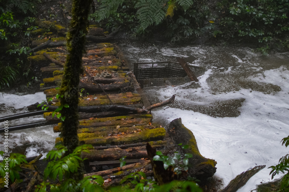 Obraz premium waterfall in the woods