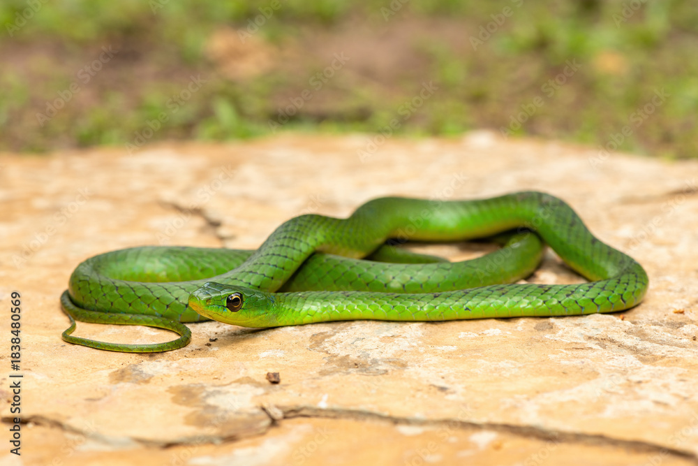 Obraz premium A cute eastern Natal green snake (Philothamnus natalensis) posed on a rock. A non-venomous southern African endemic snake
