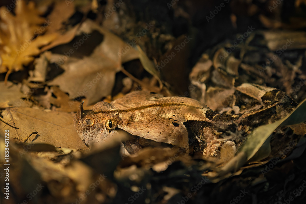 Naklejka premium Gaboon Viper Camouflaged Among Dry Leaves on the Forest Floor