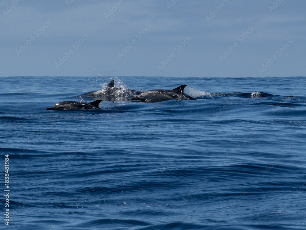 Fototapeta premium Delfin