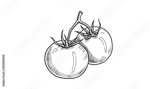 Hand Drawn Sketch of Two Ripe Tomatoes on a Vine with Leaves fruit vegetable