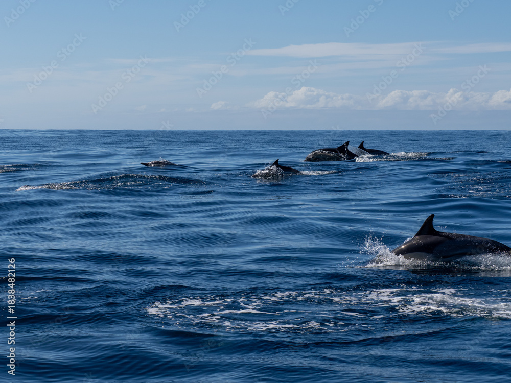 Fototapeta premium Delfin