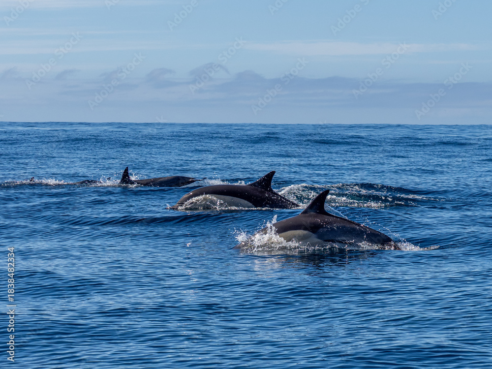 Fototapeta premium Delfin