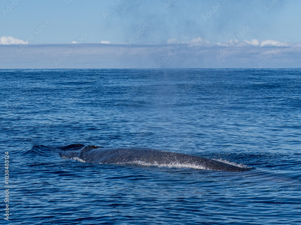 Obraz premium Delfin