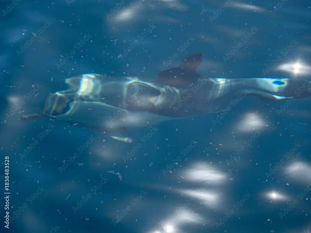 Fototapeta premium Delfin