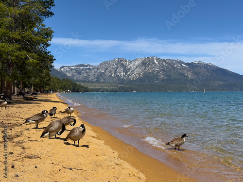 Obraz na płótnie Canada Geese Resting on Sandy Shore of Lake Tahoe with Snowy Mountain Peaks