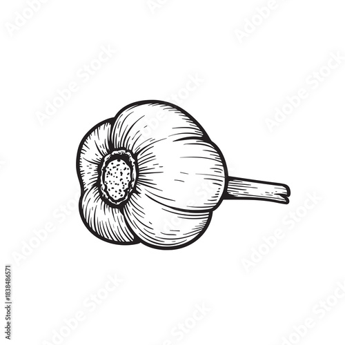 Hand drawn sketch style garlic bulb. Botanical and culinary drawing. Best for  farm fresh designs. Vector illustration isolated on white.