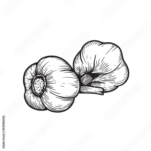Hand drawn sketch style garlic bulbs. Botanical and culinary drawing. Best for  farm fresh designs. Vector illustration isolated on white.