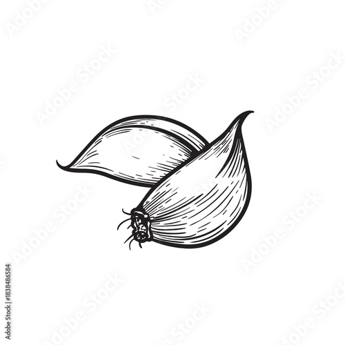 Hand drawn sketch style garlic cloves. Botanical and culinary drawing. Best for  farm fresh designs. Vector illustration isolated on white.