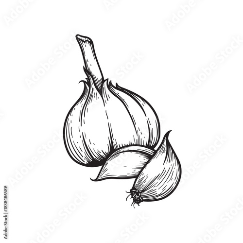 Hand drawn sketch style garlic bulbs and cloves. Botanical and culinary drawing. Best for  farm fresh designs. Vector illustration isolated on white.