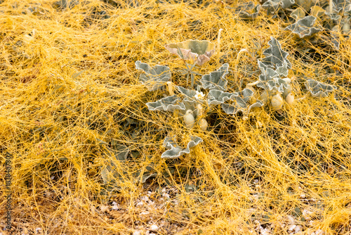 dodder (Cuscuta) - yellow parasitic plant wrapped around another plant on the ground