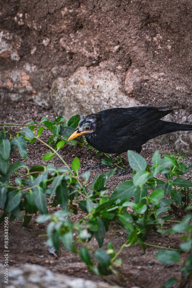 Fototapeta premium raven on the ground