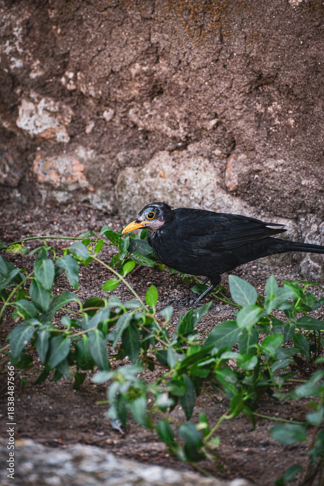 Fototapeta premium raven on the ground