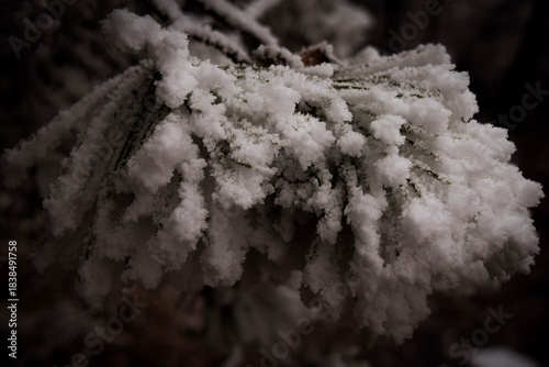 frost on evergreen branches