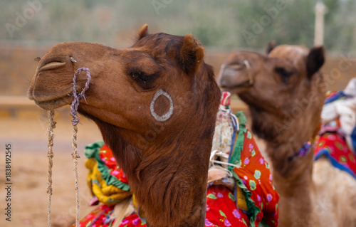 Obraz na plátne A pair of camels are standing