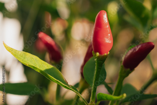 Homegrown flavor: an attractive mini chili plant representing sustainable, fresh produce